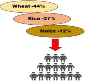 Fig. 1.2 A simplified diagram of the world’s  most consumed staple food crops form total  of 157.2kg/person/year, with maize ranking  third  after  wheat  and  rice