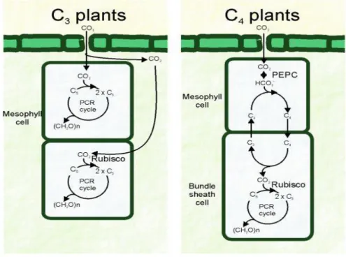 Fig. 1.4 A simplified schematic diagram depicting carbon fixation pathways in C3 and C4  plants