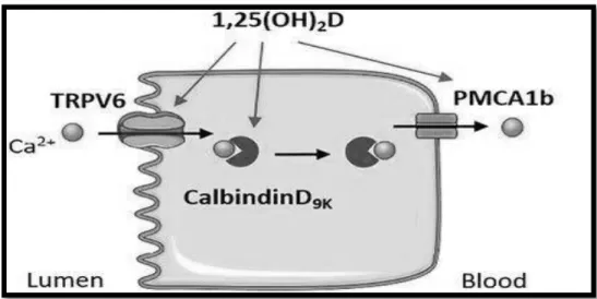 Figure 1: Mechanism of calcium absorption in the small intestine mediated by calcitriol adapted from  Corbeels et al., 2018 [38] 