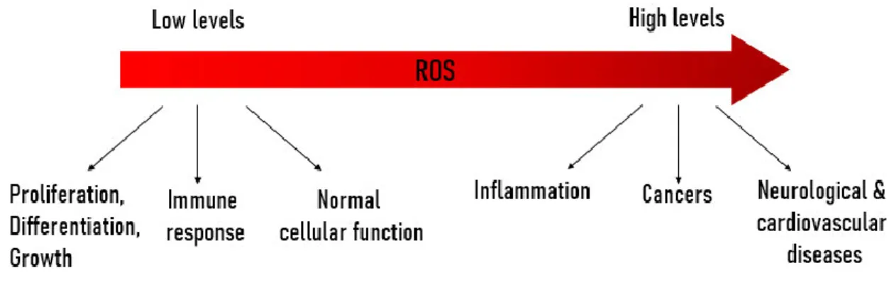 Figure 1.1: The paradoxical implications of reactive oxygen species.  Low levels of ROS allow for  maintenance of life compared to high levels of ROS that can result in damage and disease