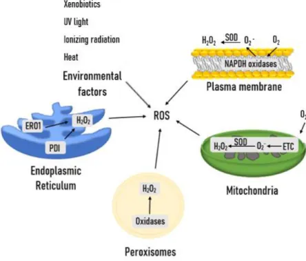 Figure 1.2: ROS arise from different endogenous and exogenous sources.  Multiple normal cellular  activities throughout the cell and exposure to environmental factors are responsible for ROS production