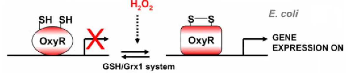 Figure 1.4: OxyR in E.coli is activated through direct interaction with hydrogen peroxide