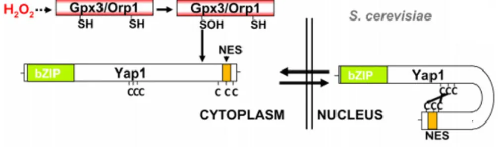 Figure 1.5: Budding yeast transcription factor Yap1 indirectly senses hydrogen peroxide via  an intermediate protein
