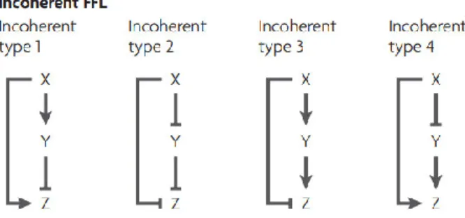 Figure 1.7: The different types of incoherent feedforward loops.  X affects Z via two pathways in  feedforward loops, either by activation (→) or inactivation ( ┴ ) and incoherent feedforward loops occur when the paths  have opposing effects (Adapted from 