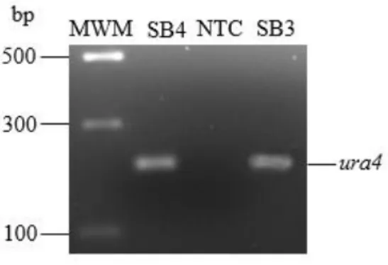 Figure 2.2: Confirmation of the Pk-tagged Pap1 in S. pombe SB3.  The ura4 marker (211 bp) was  amplified in the S