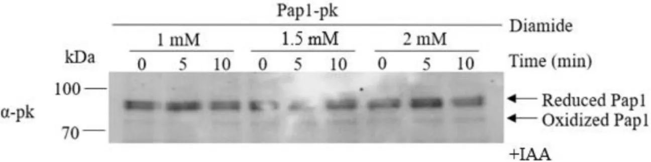 Figure 2.7: Western blot analysis of diamide treated S. pombe SB3 cells to determine if Pap1  oxidation occurs