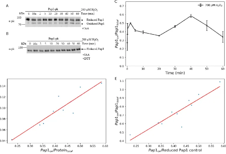 Figure 2.9: Analysis of Pk-tagged Pap1 following exposure to 200 µM of hydrogen peroxide