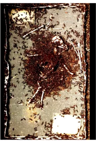 Figure 3: Bronwyn Lace’s (2017) Feast or Famine. Video Collection: Durban Art Gallery