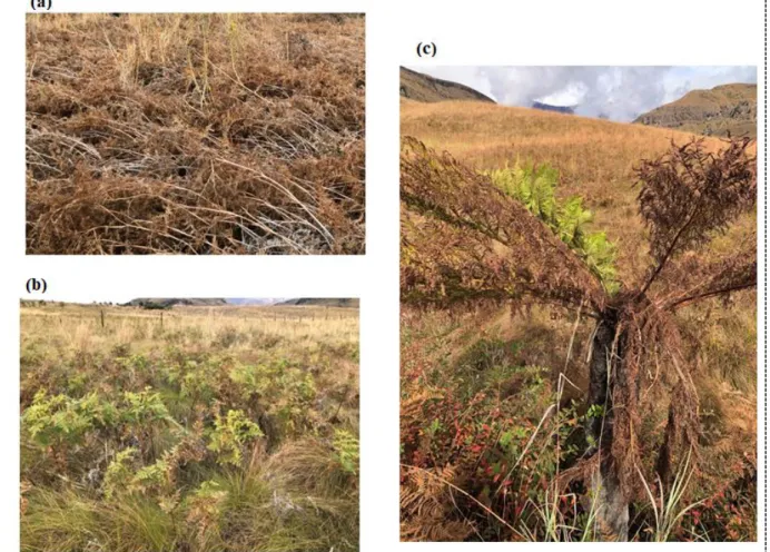 Figure 6.1: Bracken fern field photographs showing a) dry bracken fern; b) green remnant  patches and c) rare huge bracken fern plant  
