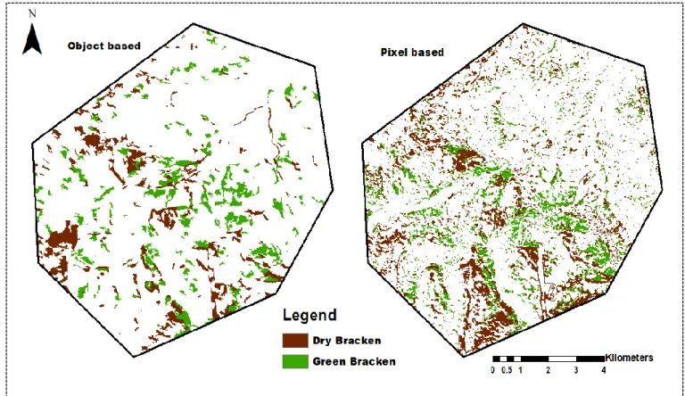 Figure 6.3: Bracken fern spatial variability classification maps produced using object based  and pixel-based approaches  