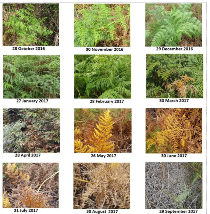 Figure 3.1: Phenological transformation of bracken fern appearance from October 2016 to  September 2017 captured in Cathedral Peak study site 