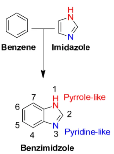 Figure 1.2  Structure of benzimidazole exhibiting pyrrole and pyridine-like properties 