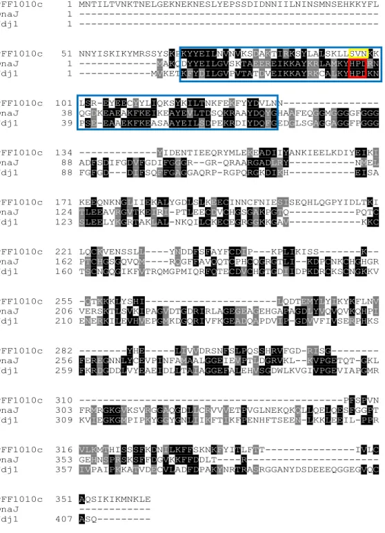 Figure D1. Full length multiple sequence alignment of PFF1010c, DnaJ and Ydj1 showing the J-domains 