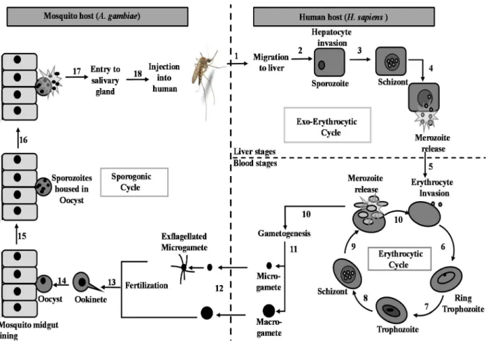 Figure 1.1: Representation of Plasmodium life cycle 