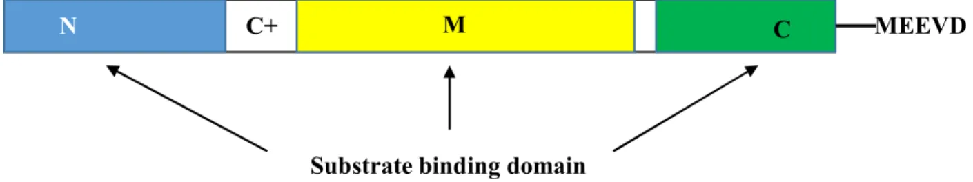 Figure 1.3: Structural domains of Hsp90. Schematic drawing of Hsp90. Hsp90 consists of three domains: an N- N-terminal  ATP-binding  domain  (N);  a  middle  domain  (M);  and  a  C-N-terminal  dimerization  domain  (C)  with  the  pentapeptide MEEVD seque