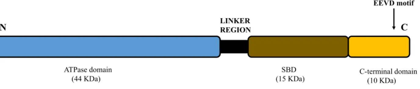 Figure  1.5:  Structural  domains  of  Hsp70.  The  N-terminal  consist  of  ATPase  domain  and  the  central  substrate  binding domain (SBD) are separated by the linker region