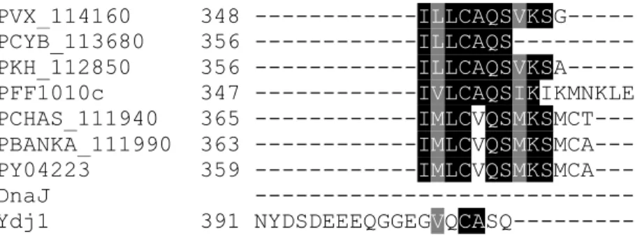 Figure 3.1.1 Sequence alignment of PFF1010c and its homologues as well as DnaJ and Ydj1