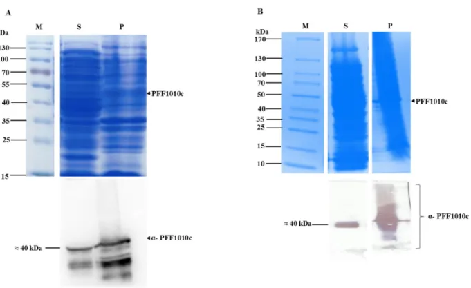Figure 3.4 Analyses of the solubility of recombinant PFF1010c protein expressed in E. coli cells