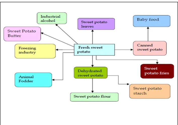 Figure  2:    Sweet  potato  value  chain  tree  explaining  its  uses,  Source:  (DAFF,  2012)