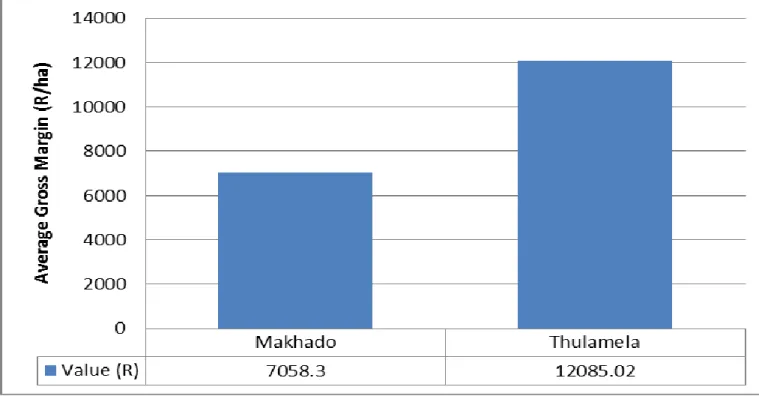 Figure 6: Average Gross Margins of Makhado and Thulamela local municipalities. 