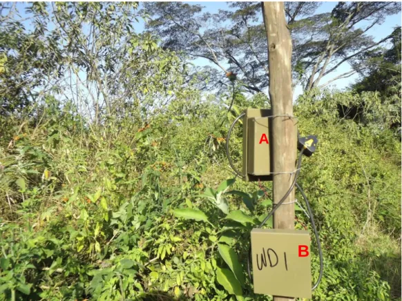 Figure 2.2: Camera trap mounted on the pole next to the focal plant. Each camera (A)  was caged to avoid damage from rain and locked to avoid theft as they were left to run  for almost a week whilst (B) is the external battery  