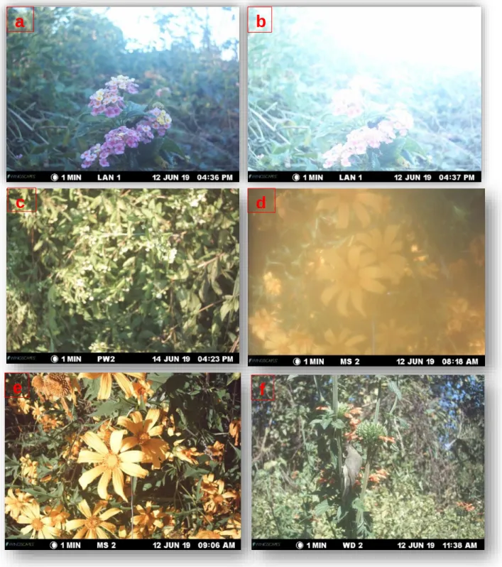 Figure 2.6: Camera trap images showing different classification scenarios captured  from  different  plants;  (a  and  b)  different  illumination  though  images  were  taken  a  minute away from each other, (c) blurry images due to wind, (d) midst from m