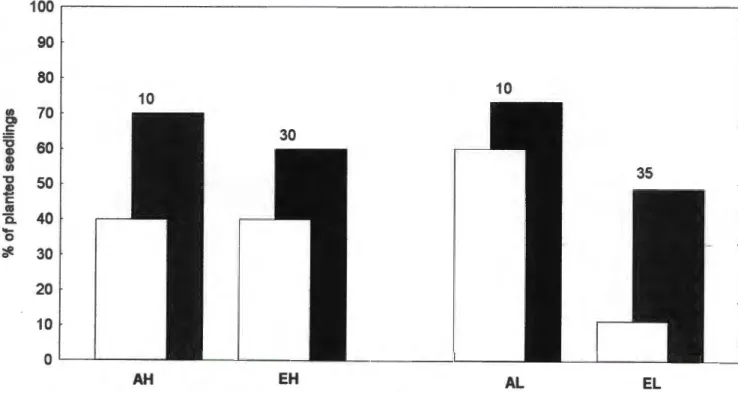 Figure 2:  Percentage of  P.  sericea  seedlings still alive after  5-7 months (solid bars) and 17-19  months (open bars), in  ambi ent pots which were unshaded (AH) or shaded (AL) , and elevated  pots which were (EH) or shaded (EL) 