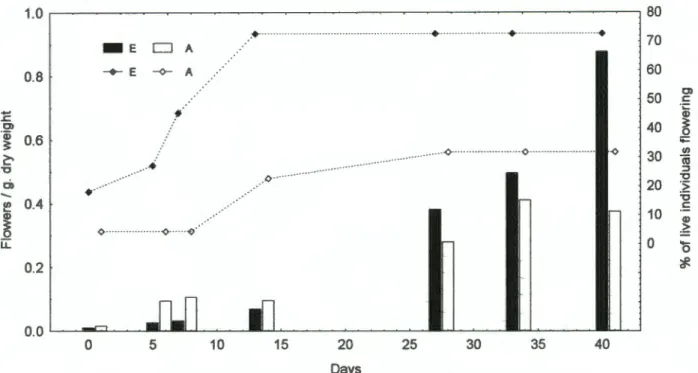 Figure 4:  Percentage of live individuals flowering  (lines) and  number of  flowers per total dry weight of flowering  individuals (bars),  for P