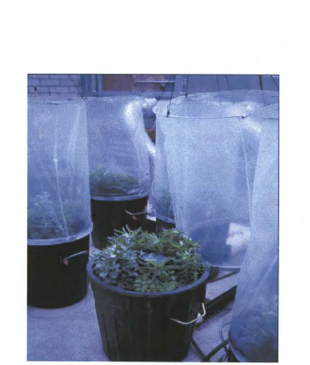 Figure 1:  The arrangement of the pots within the glasshouse.  The plastic sheath  has been removed from one to show the transplanted seedlings