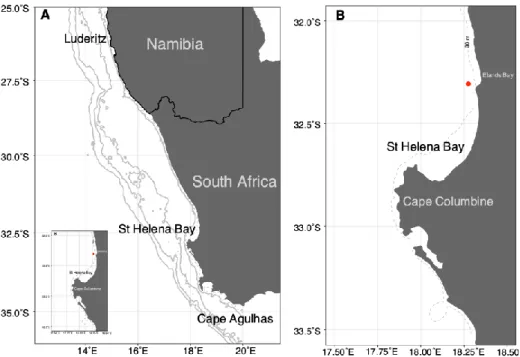 Figure 2.1. Maps showing the position of the sampling station in St. Helena Bay in relation  to  the  whole  southern  Benguela