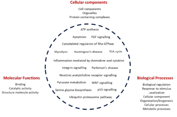 Figure 40. Showing molecular properties identified following SILAC quantitative analysis and the  proposed mechanism of action of DCUN1D1 in prostate cancer
