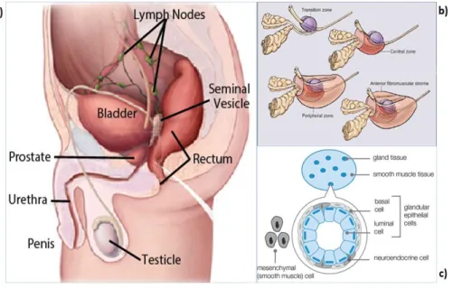 Figure 2: Images of the prostate gland body location, anatomical zones and cellular composition