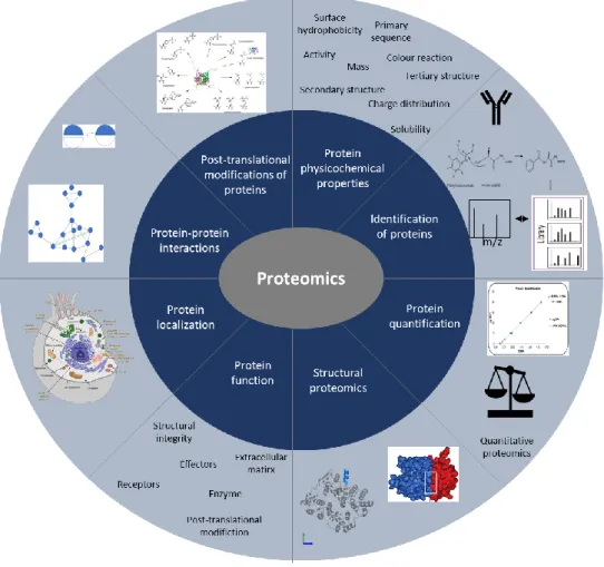 Figure 9. Schematic diagram showing proteomics and the insights it brings to protein studies