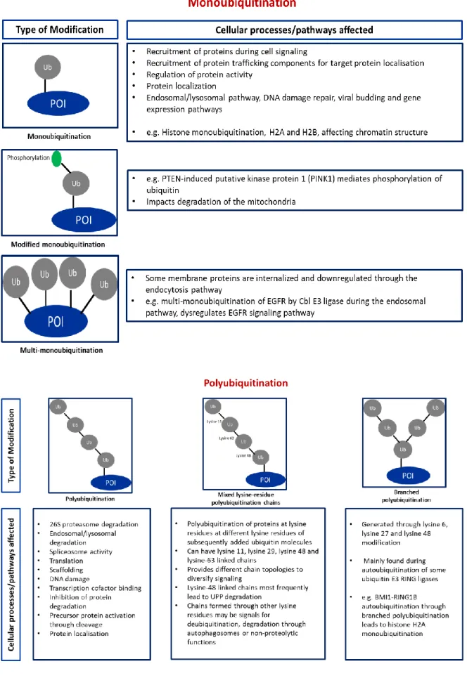 Figure  13.  Diagram  showing  the  different  types  of  ubiquitin  substrate  modifications  and  the  cellular processes/pathways affected