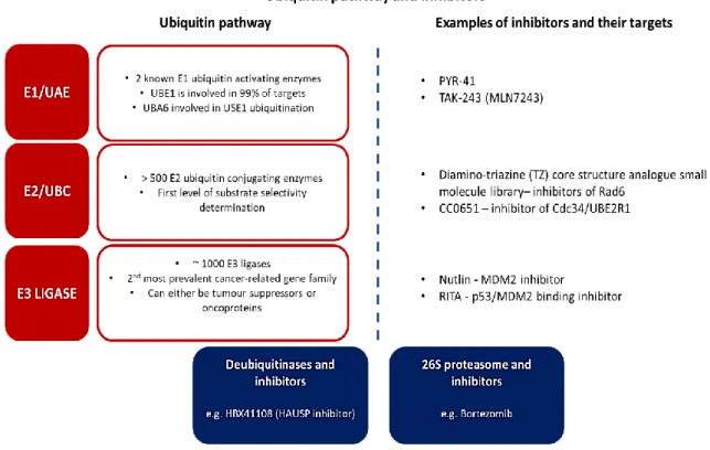 Figure 14. Diagram showing the ubiquitin pathway components and inhibitors that have been  identified thus far including their targets
