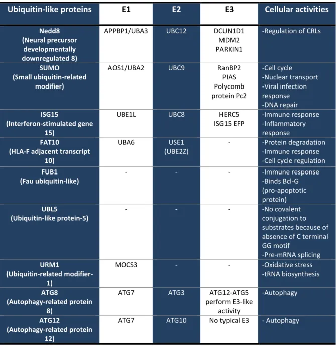 Table 6: Ubiquitin-like proteins, their E1, E2, E3 components and implicated cellular activities 