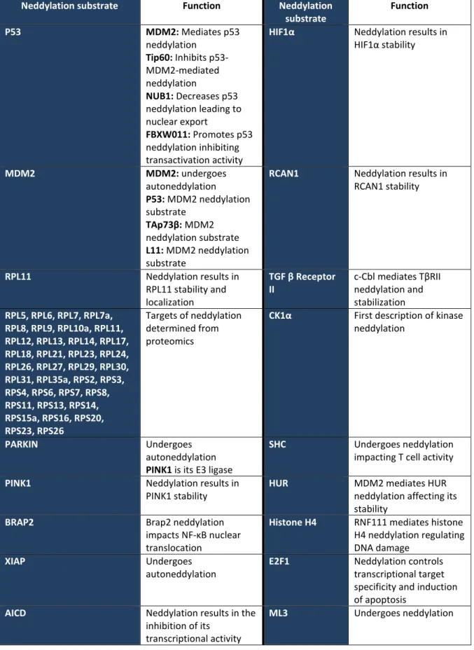 Table 7: Showing neddylation substrates and neddylation-related functions 