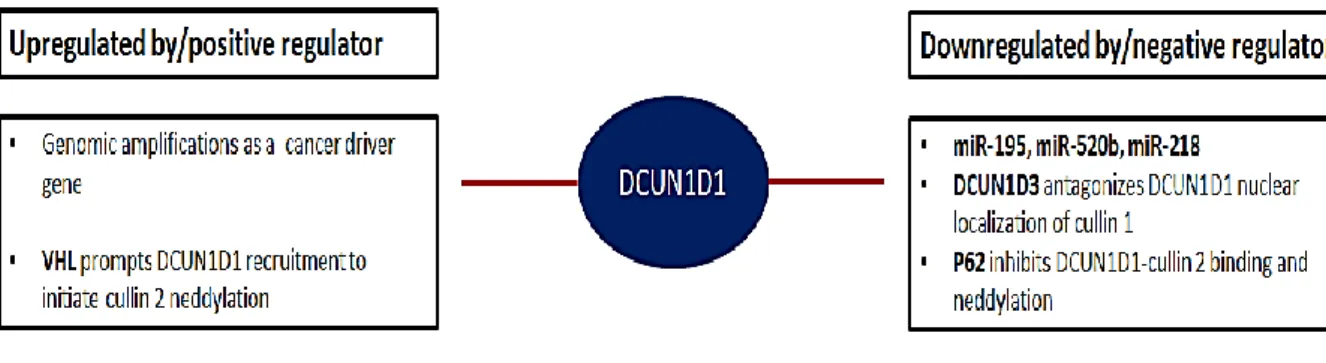 Figure  16.  Diagram  showing  the  mechanisms  of  regulation  of  DCUN1D1.  Left)  are  the  mechanisms  and  proteins  currently  understood  to  positively  regulate  DCUN1D1  activity,  VHL  regulates  DCUN1D1  recruitment  during  cullin  2  neddylat