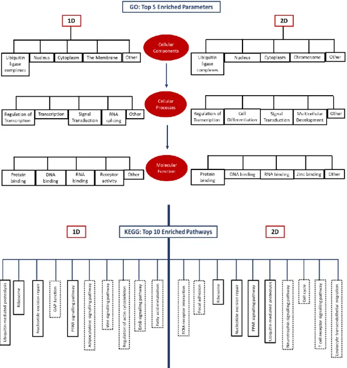 Figure 28. Summarized GO outputs for the top 5 enriched parameters in the samples (top) and  the top 10 enriched KEGG pathways with pathways in common represented by solid borders 