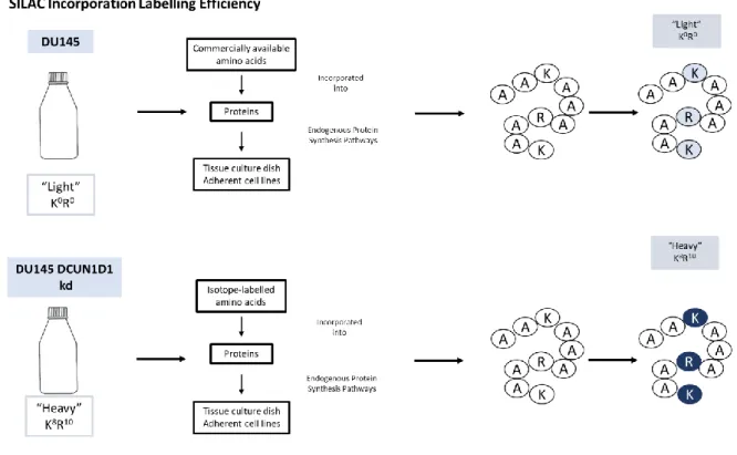 Figure  31.  Schematic  diagram  showing  amino  acid  incorporation  labelling  efficiency  using  Stable Isotope Labelling of Amino Acids in Cell culture (SILAC)