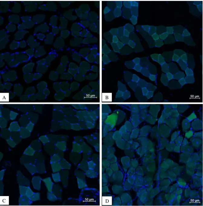 Figure 4.2 Cross section examples of the anterior tibialis muscle of Balb/cJ mice in green for eGFP and blue for cellular  nuclei