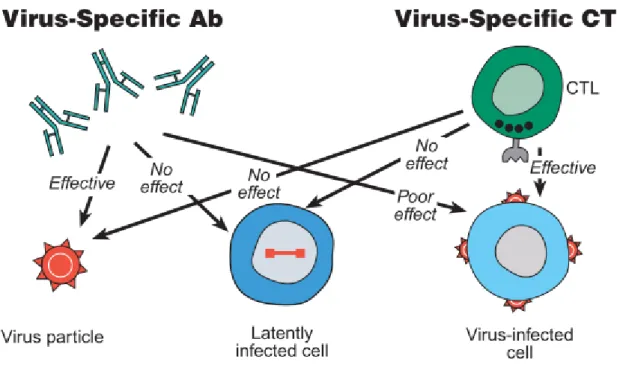 Figure 1: Components of the antiviral immune system (Pantalio and Koup 2004). 