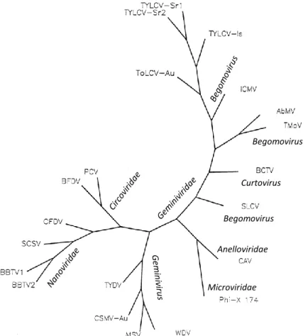 Figure  2.1:  Unrooted  phylogenetic  tree  depicting  the  relationships  among  the  Rep  proteins  for  various  viruses
