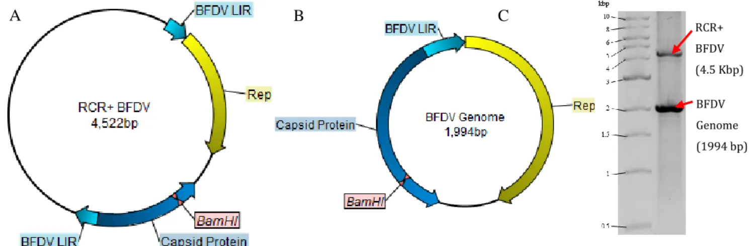 Figure 2.4: The replication of partial BFDV genome repeat transfected into mammalian cells