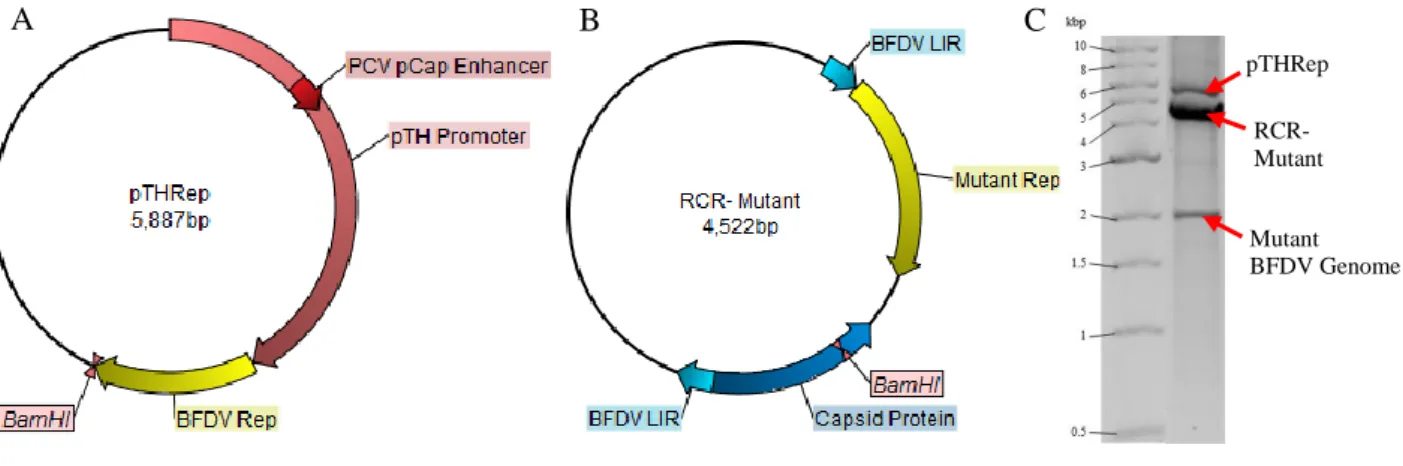 Figure 2.7 The transient restoration of RCR for the RCR- Mutant in HEK-293T cells using rep supplied in trans