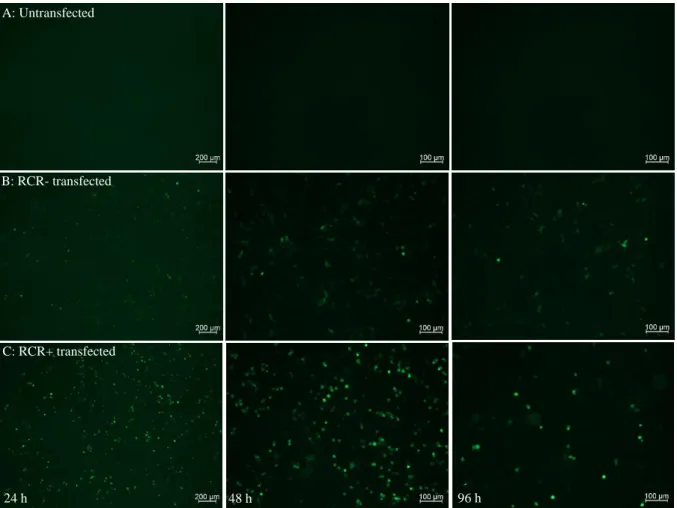 Figure 3.2: Inverted fluorescence microscopy of HeLa S3 cells taken at 24 h, 48 h and 96 h post transfection (pt)