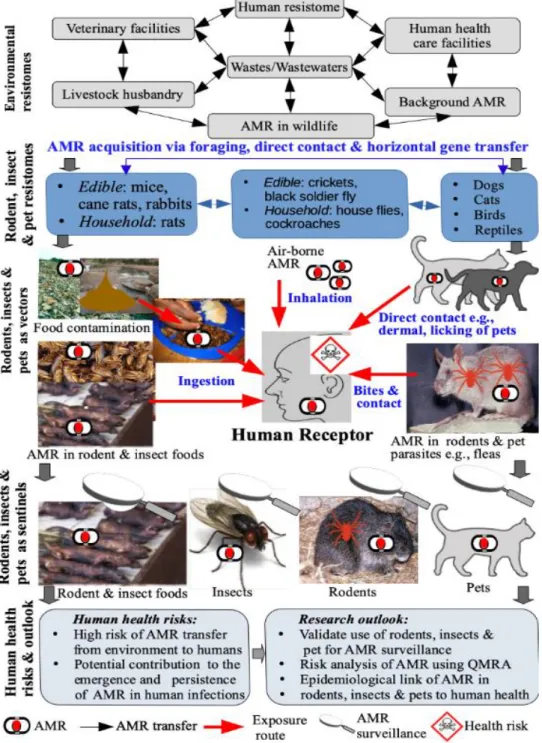 Figure 1. Source–pathway–receptor depiction of the occurrence, circulation, and human health  risks of antimicrobial resistance (AMR) in rodents, insects, and pets