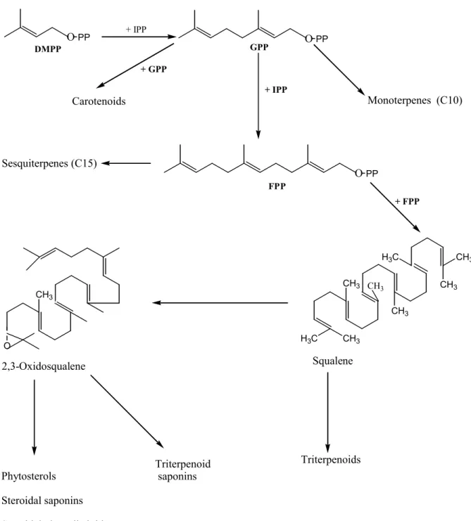 Figure 2.4. Formation of terpenoids via the mevalonate pathway
