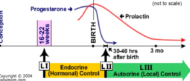 Fig  2.1.  Hormonal  changes  during  conception  and  lactation  (L)  at  different  time  intervals  (www.kellymom.com/bf/supply/milkproduction.html)