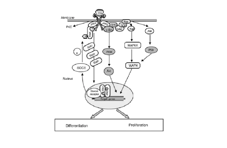 Fig 2.2 Binding of prolactin to the receptors (Bole-Feysot et al, 1998) 